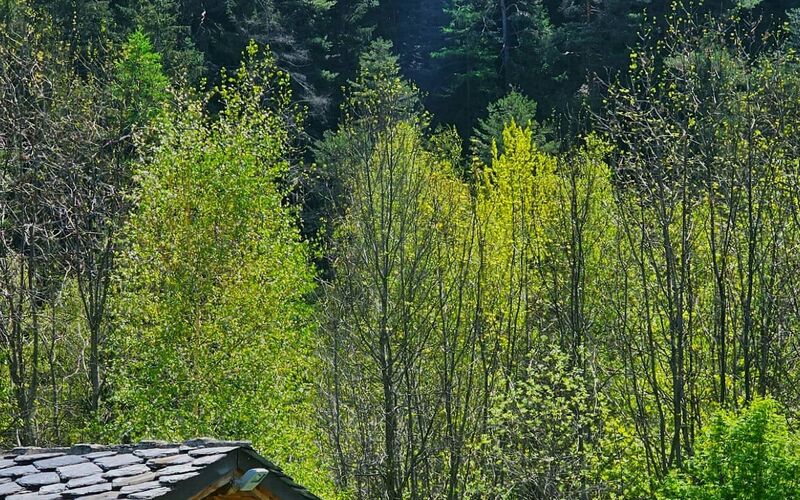Cabin surrounded by green landscape