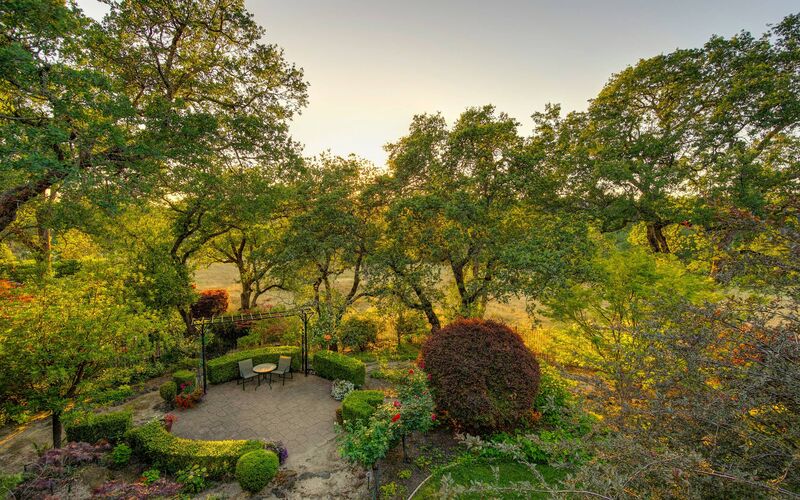 Golden hour trees with warm autumn light