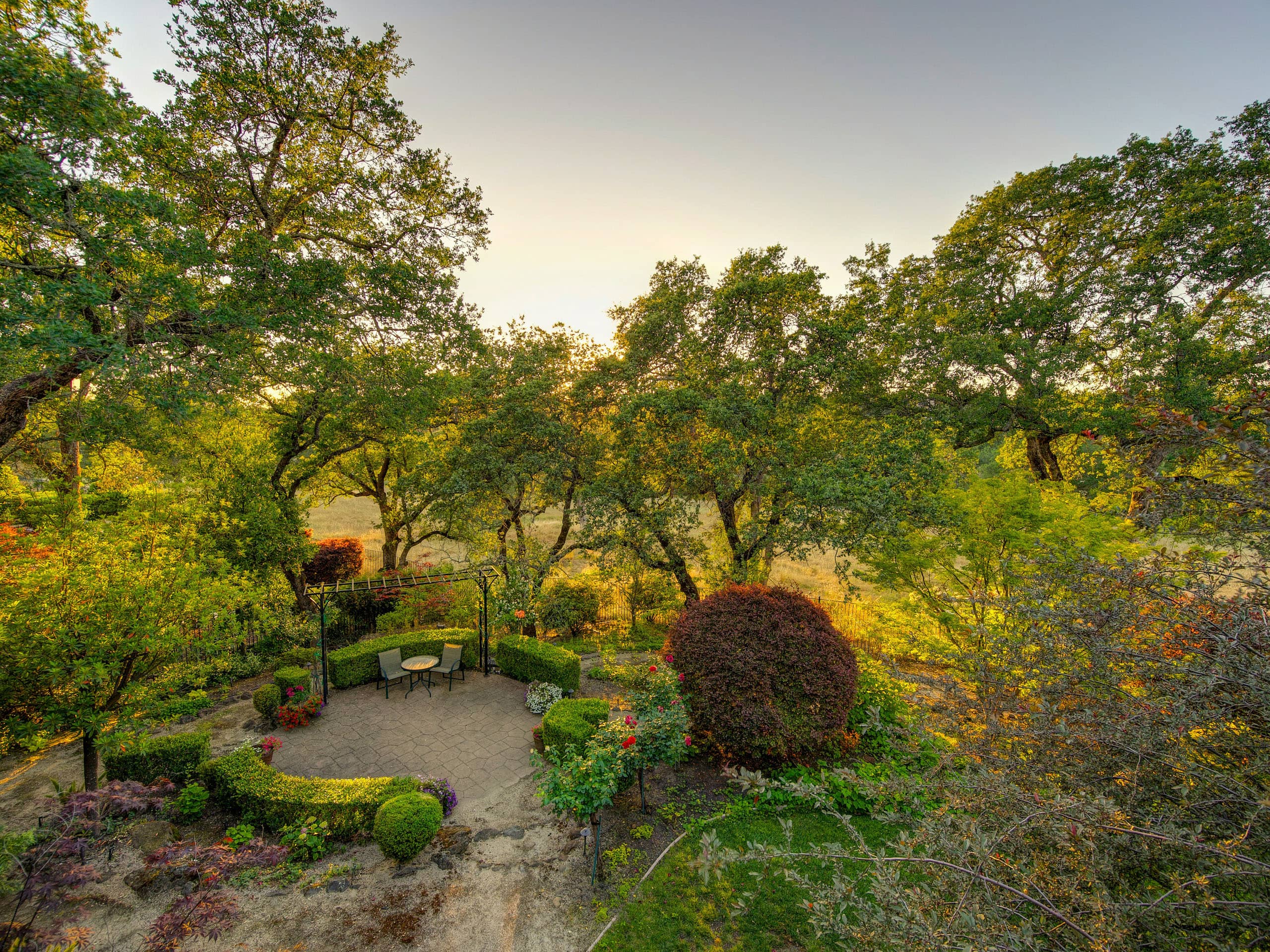 Golden hour trees with warm autumn light